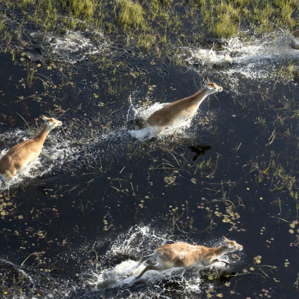 Botswanas Tierparadiese und Naturwunder entdecken